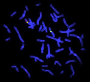 Fluorescent in situ hybridisation (FISH) — Knowledge Hub.